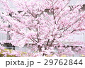 桜 29762844