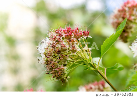 Puzyreplodnik kalinolistny, Physocarpus Puzyreplodnik kalinolistny, Physocarpus 29762902