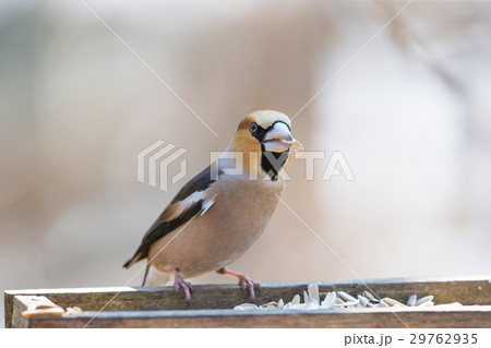 シメ Hawfinch 29762935