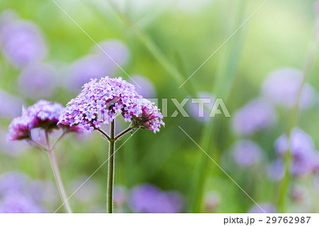 Purple verbena flowers 29762987