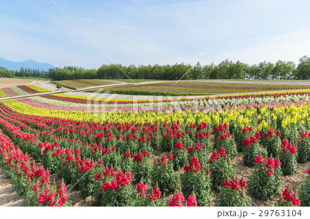 Colorful snapdragons flower field in summer japan Colorful snapdragons flower field in summer japan 29763104