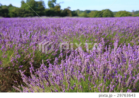 Lavender field in UK / ラベンダー畑 in イギリス Lavender field in UK / ラベンダー畑 in イギリス 29763643
