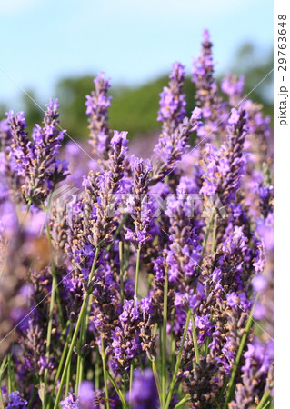 Lavender field in UK /　ラベンダー畑 in イギリス 29763648