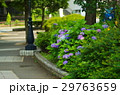 あじさい 29763659