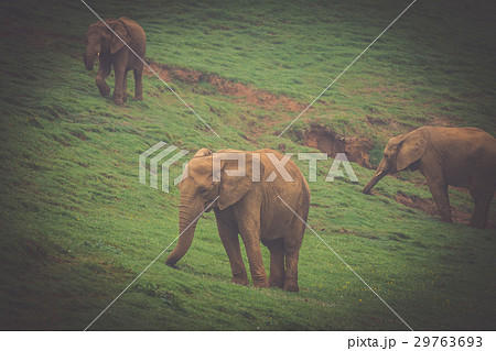 Wildlife Elephants family in safari in Africa 29763693