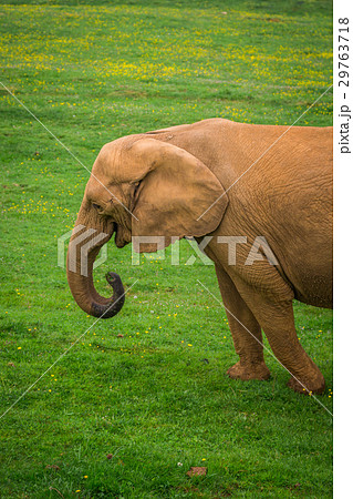 Elephant in the Addo Elephant National Park 29763718