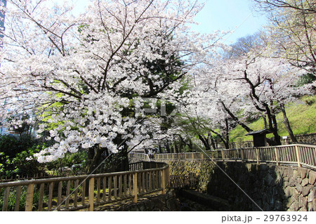 音無親水公園の桜 29763924