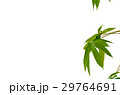 detail isolated leaves 29764691