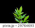 detail isolated leaves 29764693