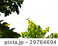 detail isolated leaves 29764694