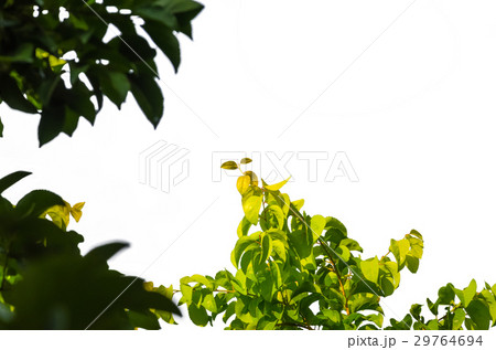 detail isolated leaves 29764694