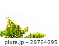 detail isolated leaves 29764695