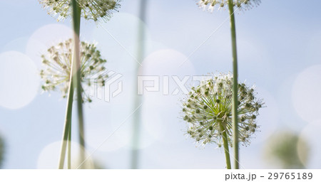 White Allium circular globe shaped flowers  29765189
