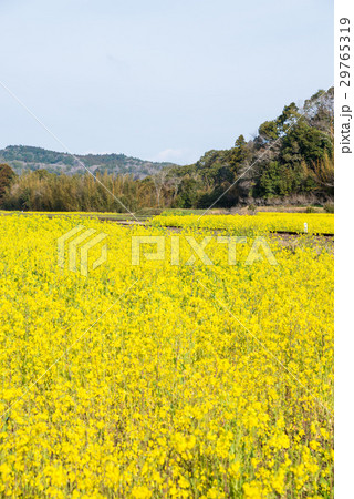 小湊鉄道と石神の菜の花畑 （千葉県市原市石神） 2017年4月撮影 29765319