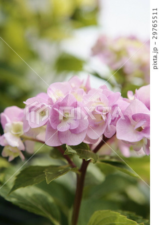 ピンク色八重咲きの紫陽花の写真素材