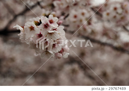 雨上がりの桜 雨上がりの桜 29767489