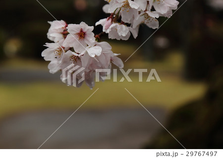 雨上がりの桜 29767497
