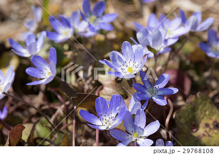 ミスミソウの花の写真素材