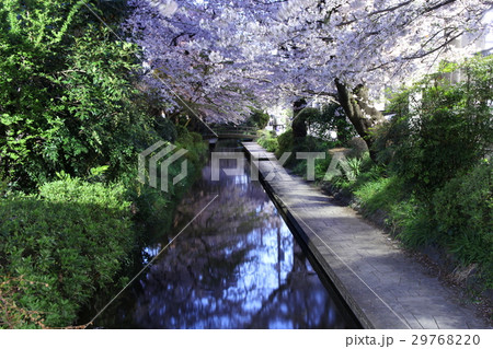 二ヶ領用水の夜桜 29768220
