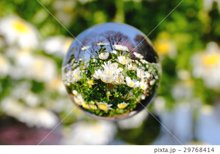 ノースポールを閉じ込めて 29768414