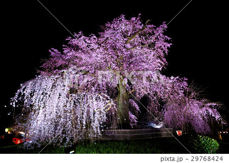 円山公園　枝垂桜　2017 29768424
