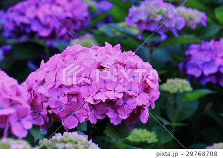 美しい紫陽花 29768708
