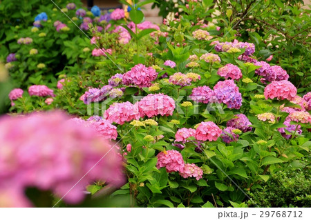 美しい紫陽花 美しい紫陽花 29768712