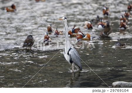 サギ 29769104