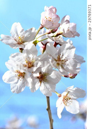 ソメイヨシノ 千葉県柏市手賀の丘公園 ソメイヨシノ 千葉県柏市手賀の丘公園 29769371