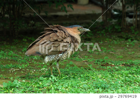 鳥 鳥綱 草 29769419