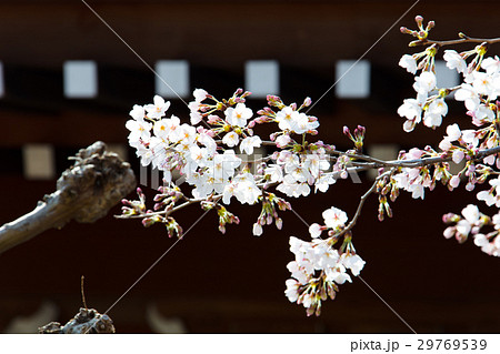 地蔵院の桜 29769539