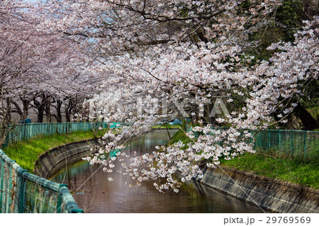 見沼用水の桜 29769569
