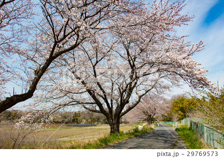 見沼用水の桜 29769573
