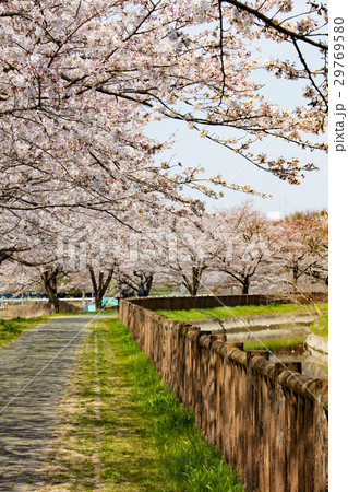 見沼用水の桜 29769580