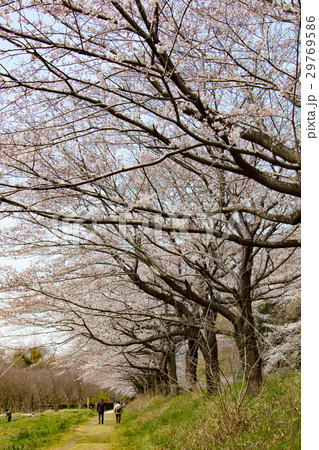 見沼用水の桜 29769586