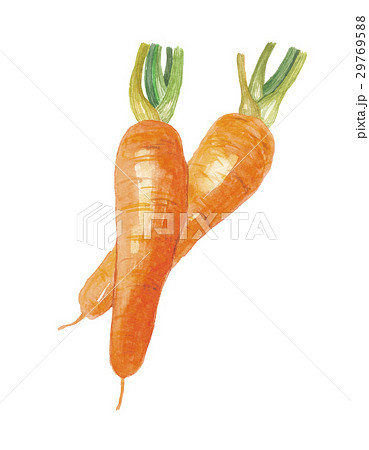 人参　ニンジン 29769588