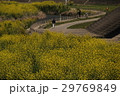 菜の花 29769849