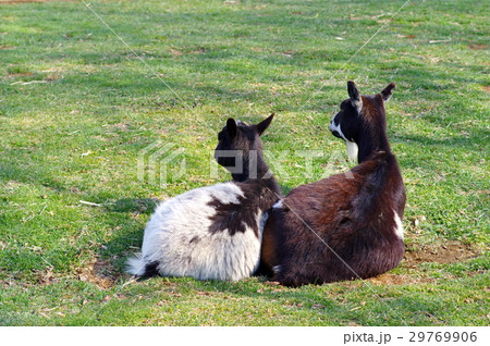 ヤギ 緑の上で寄り添う二頭 ヤギ 緑の上で寄り添う二頭 29769906