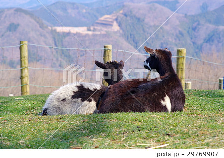 ヤギ　高原で寄り添い遠くを眺める二頭 29769907