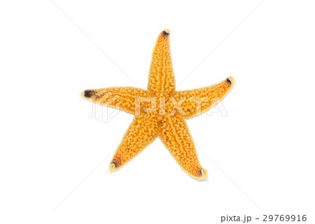 ヒトデ ヒトデ 29769916