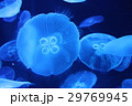 クラゲ 29769945