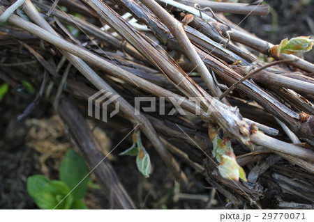 Spring vine roots 19622 29770071