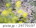 春うらら 29770197