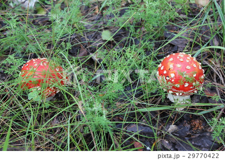Few amanita mushrooms in forest glade 20048 Few amanita mushrooms in forest glade 20048 29770422