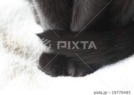 猫の手 猫の手 29770485