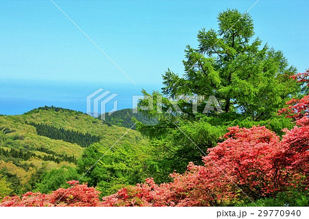 新緑とツツジ 29770940