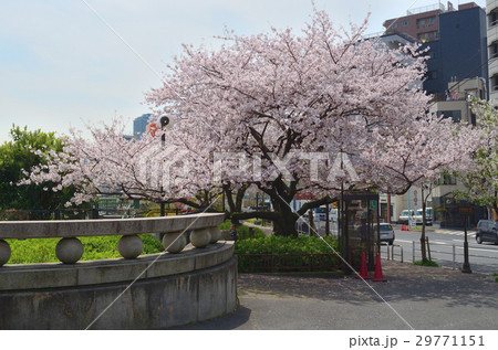 満開の桜 - 両国橋際児童遊園 29771151