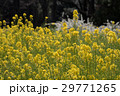 菜の花畑 29771265
