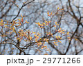 春の新芽　 29771266