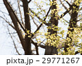 もみじの新緑 29771267